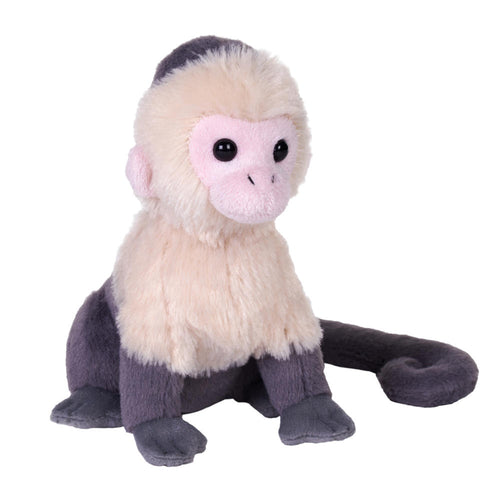 Splendors eco white-faced capuchin