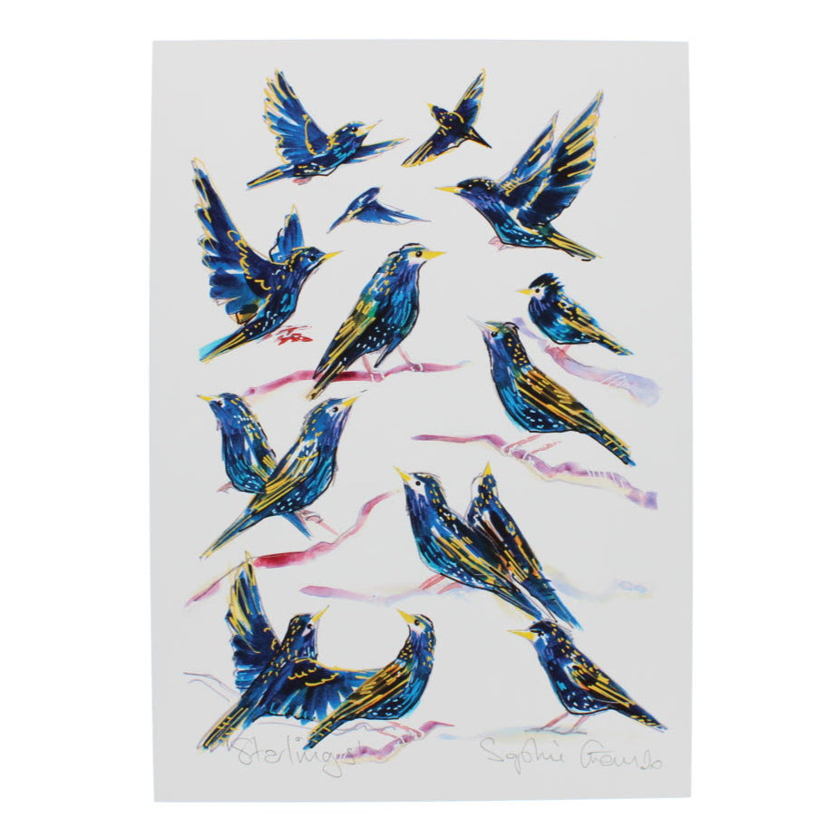 Starlings birds A4 print