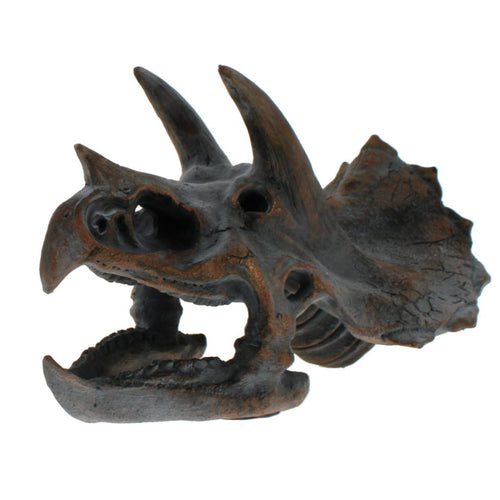 Triceratops skull