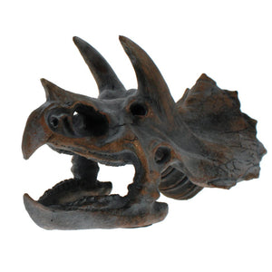 Triceratops skull