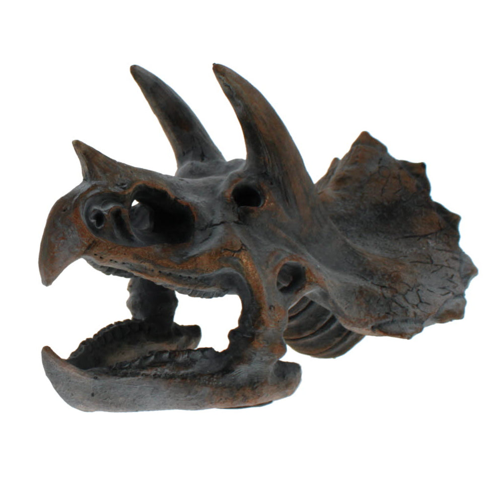 Triceratops skull