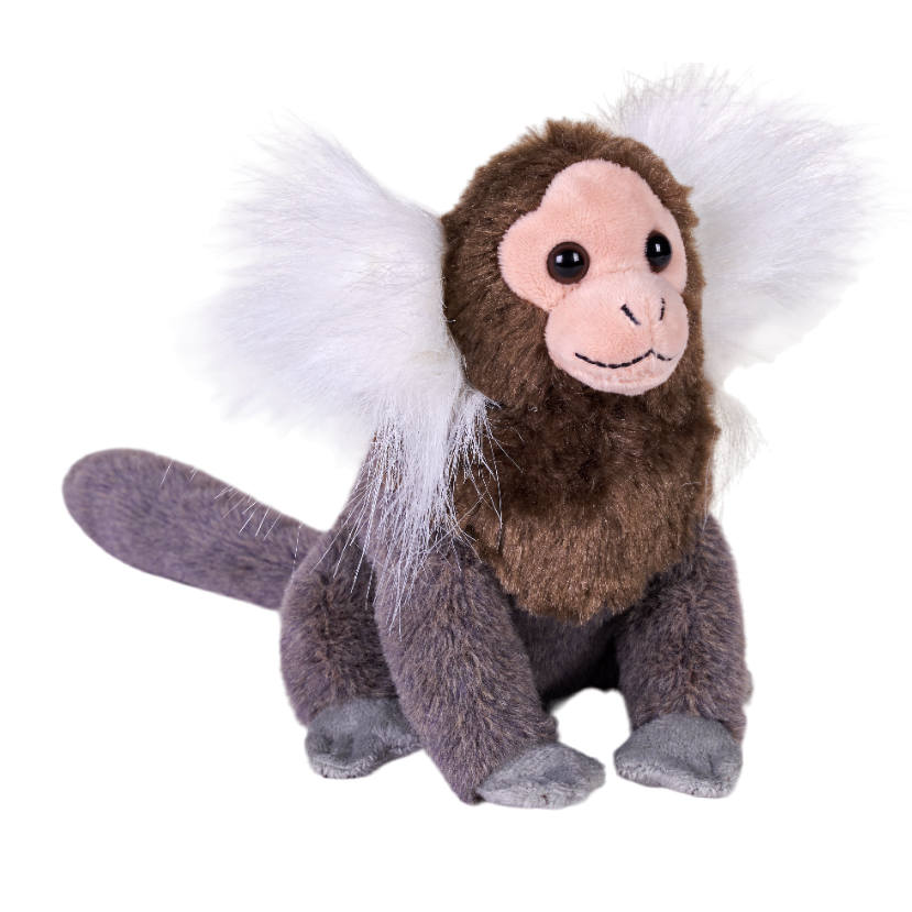 Splendors eco common marmoset