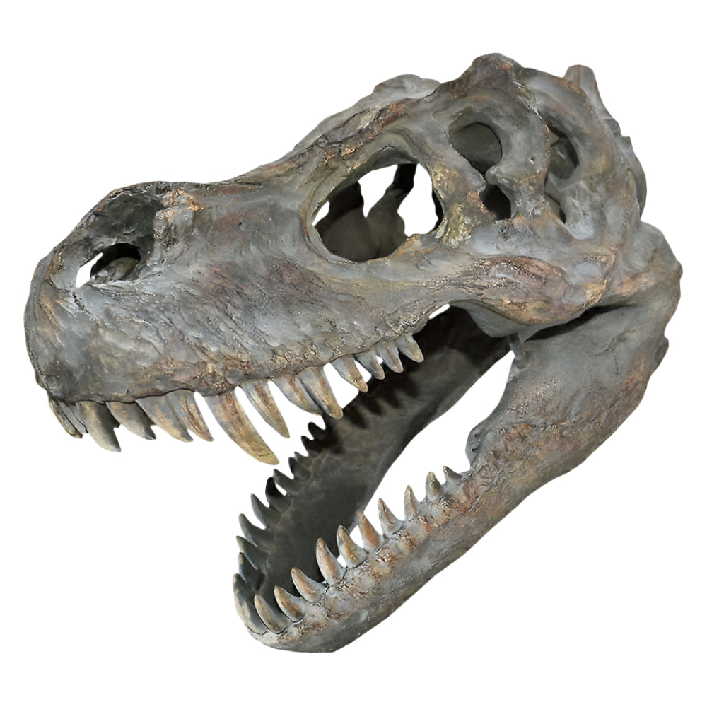 T-rex wall hanging skull