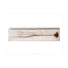 Load image into Gallery viewer, Laid out by Miranda Webster