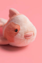 Load image into Gallery viewer, Fancy Carp