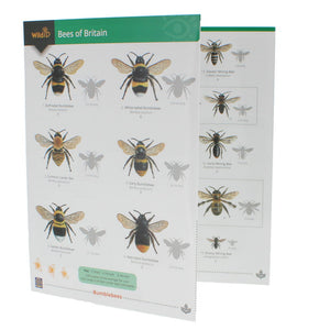 WildID Bees of Britain Guide