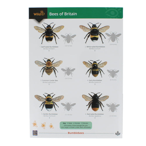 WildID Bees of Britain Guide