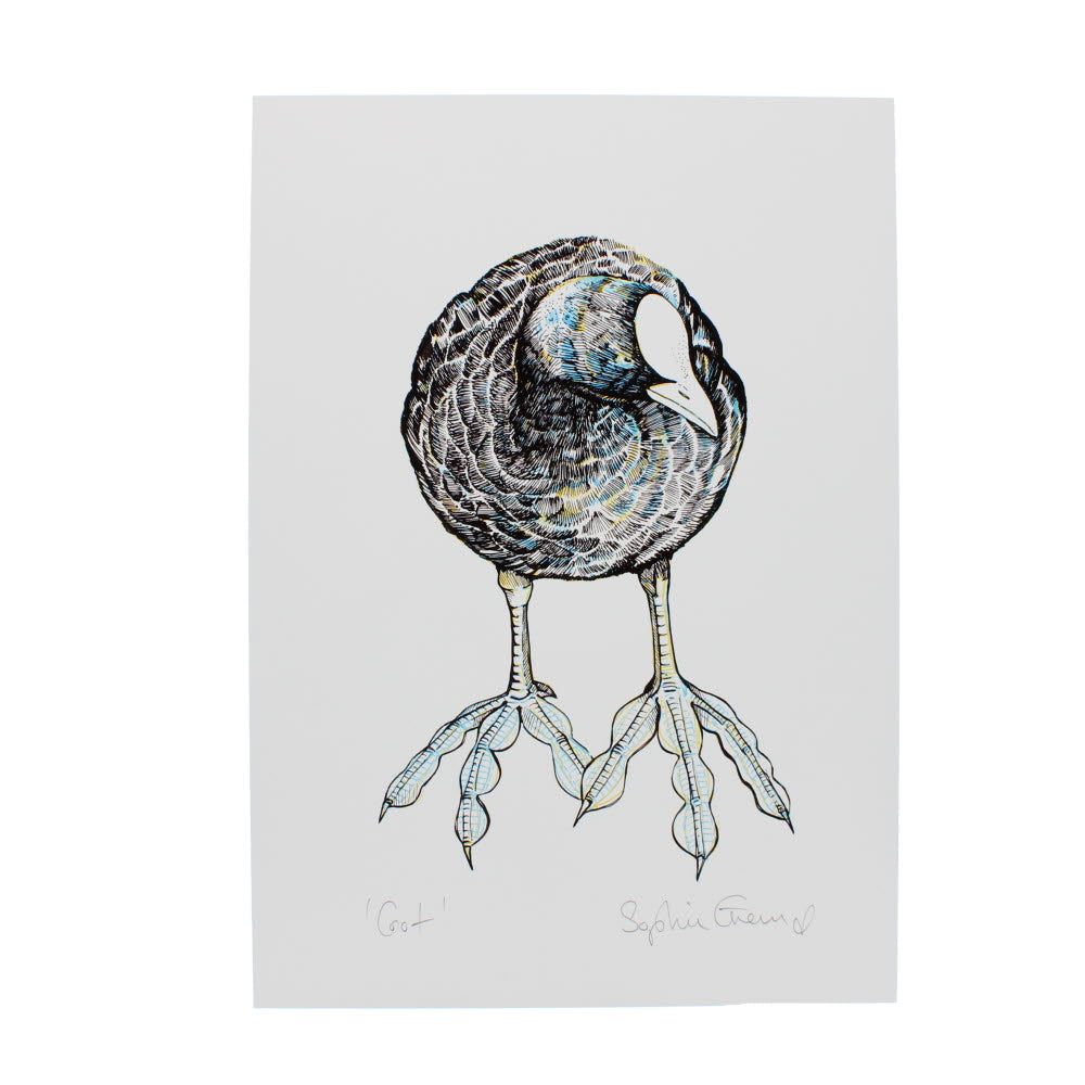 Coot bird A4 Print