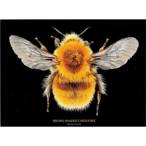 Brown-Banded Carder Bee print in landscape