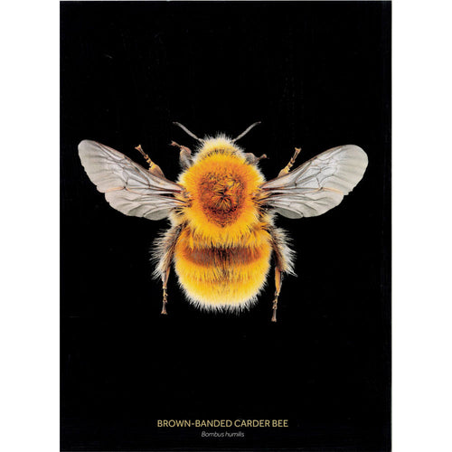 Brown-Banded Carder Bee print in portrait