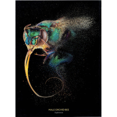Male Orchid Bee print in portrait