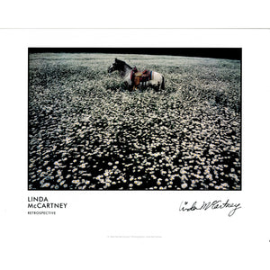 Lucky Spot in Daisy Field - Linda McCartney Print